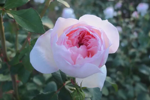 Labyrinth バラの迷宮 pickup96『プリンセス　ヴェール』