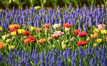 春に咲く花13選｜うららかな日差しの下で育てたい初心者向け植物