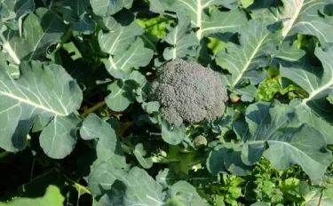 ブロッコリーの育て方｜家庭菜園初心者も楽しめる！栽培方法や管理のポイント