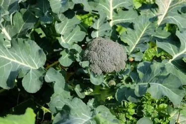 ブロッコリーの育て方｜家庭菜園初心者も楽しめる！栽培方法や管理のポイント