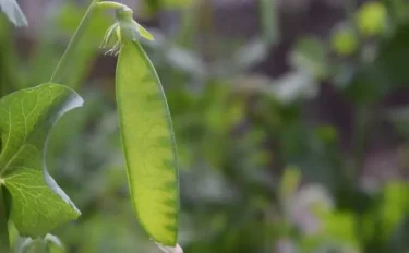 【家庭菜園】 【エンドウマメの育て方】エンドウマメは春から夏にかけて収穫可能！　お庭やベランダでの育て方