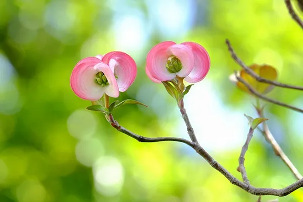 蕾が多すぎるときは摘蕾する