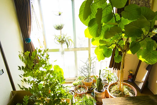 室内におすすめの観葉植物【大きめサイズ】