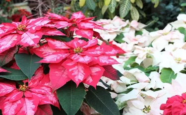 【ポインセチアの育て方】基本のお手入れと「色づかない」原因を解決するコツ