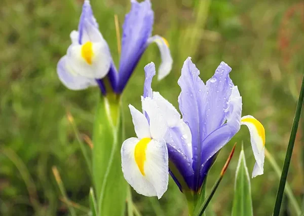 アイリスの育て方は？種類の違いやお手入れ方法、増やし方 | 植物と  