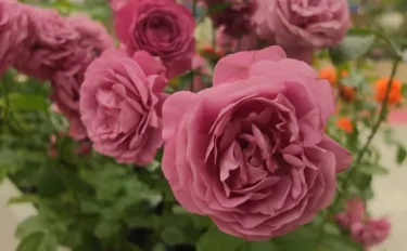 Labyrinth バラの迷宮 pickup58『プラム パーフェクト』