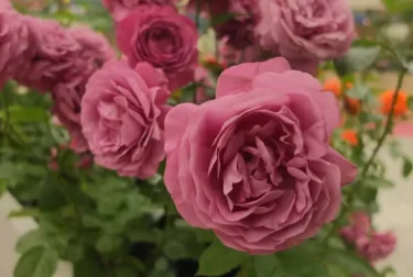 Labyrinth バラの迷宮 pickup58『プラム パーフェクト』