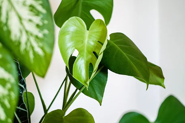 室内におすすめの観葉植物【中間サイズ】