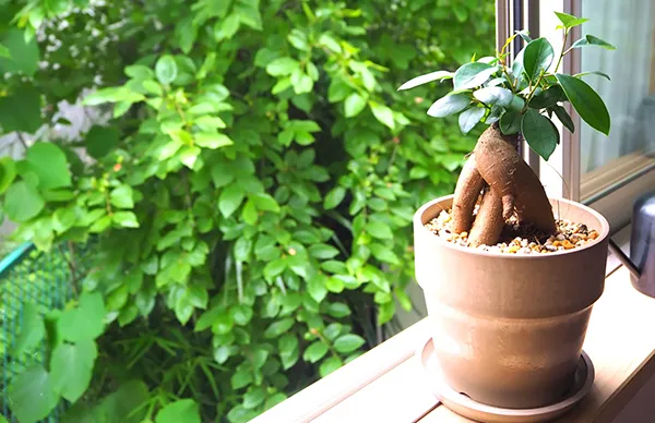 室内におすすめの観葉植物【小さめサイズ】