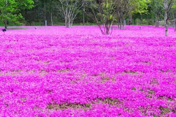 芝桜