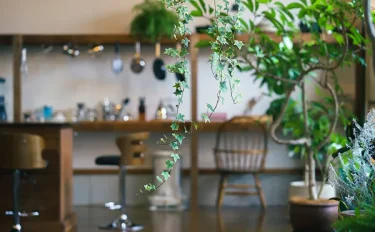 観葉植物のおすすめ34選｜室内でも育てやすい初心者向け品種や選び方、育て方は？