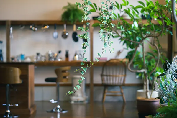 【観葉植物】 室内でも育てやすい観葉植物30選！サイズ別のおすすめ品種や選び方、育て方は？