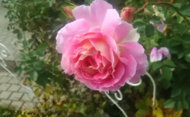 Labyrinth バラの迷宮 pickup56『ペネロペイア』