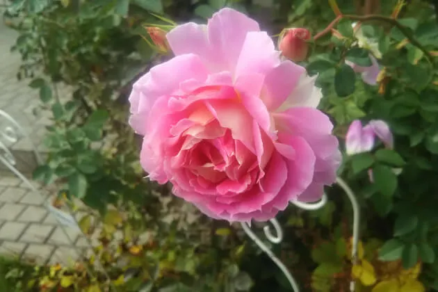 Labyrinth バラの迷宮 pickup56『ペネロペイア』