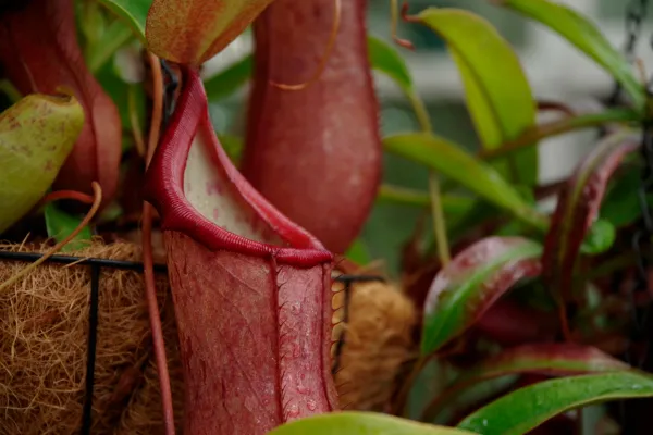 食虫植物の種類