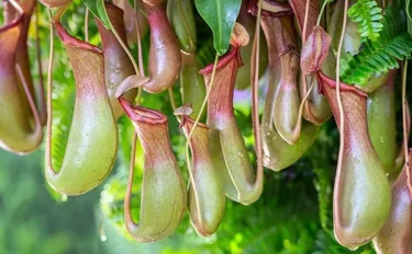 【食虫植物】【ウツボカズラ（ネペンテス）の育て方】生態は？栽培や水やりの方法についてもご紹介！