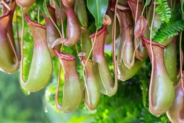 食虫植物】【ウツボカズラ（ネペンテス）の育て方】生態は？栽培や水