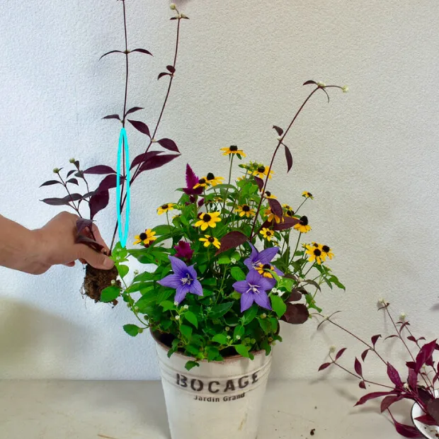 富田英明のすてきな寄せ植えづくりpart4 秋の草花でフォルムの美しい