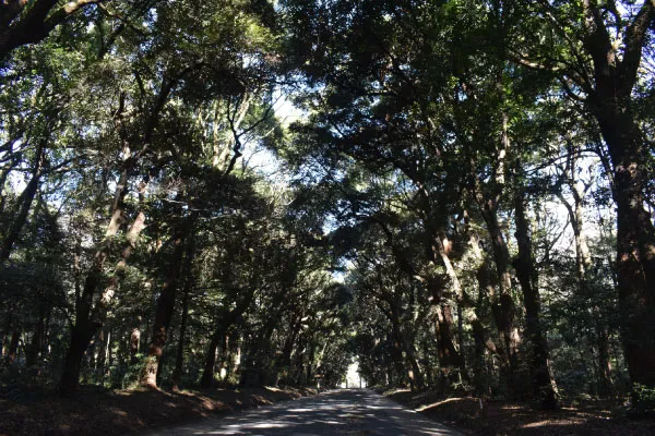 原宿口へ戻る線路沿い参道。森の木が頭上高く覆い昼でも暗い