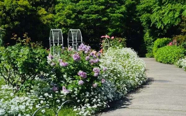 歩きやすい園路に沿ってバラや草花が咲き乱れる。