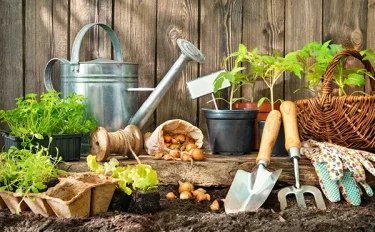 【家庭菜園】 【リーフレタスの育て方とは？】植えつけの時期やお手入れをご紹介