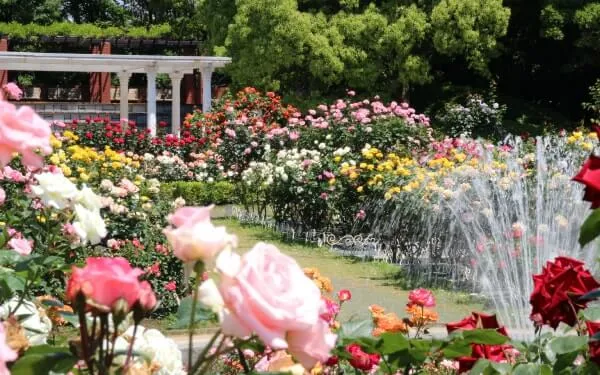 総合レクリエーション公園・フラワーガーデンのバラ