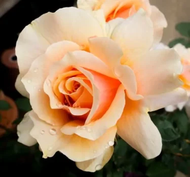 Labyrinth バラの迷宮 pickup92『ベン ウェザースタッフ』