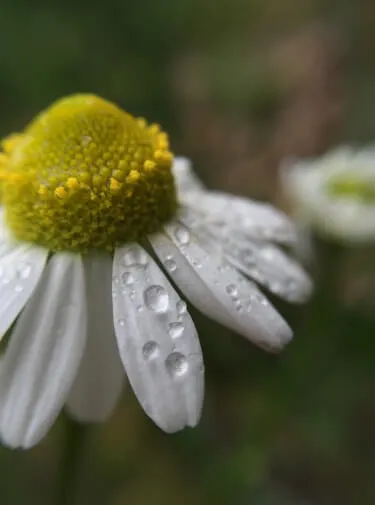 カモミールの花びらの水滴