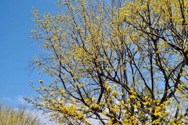 サンシュユ、黄色い花には青空がよく似合う