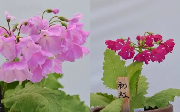 小江戸の春（こえどのはる）初紅（はつくれない）