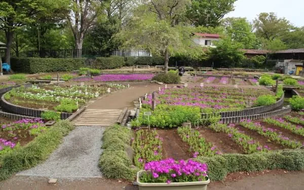 東京都北区浮間にある桜草圃場。地植えだけでなくプランターでも栽培している
