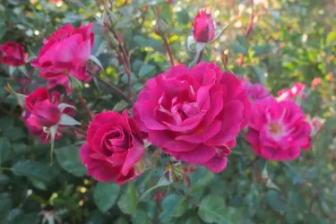 Labyrinth バラの迷宮 pickup124『バレッタ』