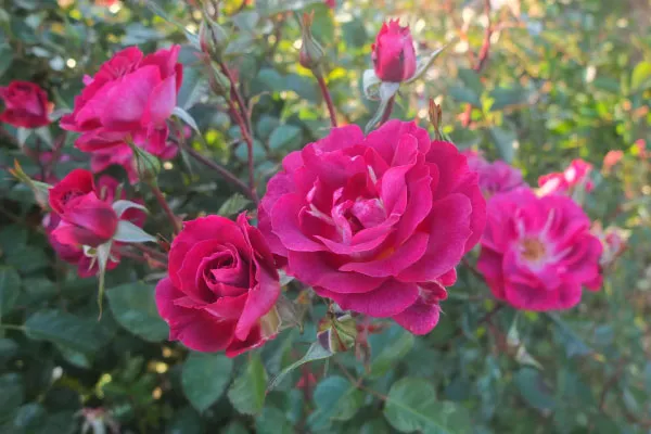 Labyrinth バラの迷宮 pickup124『バレッタ』