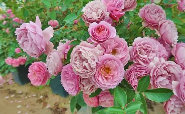 Labyrinth バラの迷宮 pickup156『シャーウッド』