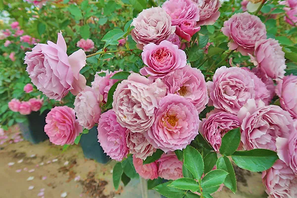 咲き進んでグレートンの強くなった花と咲き混じる。秋花でこの房咲き