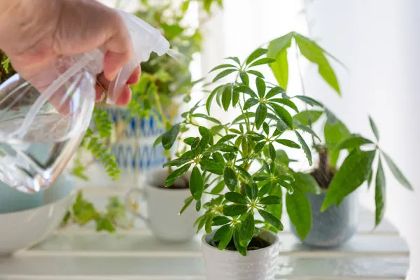 初心者におすすめの育てやすい観葉植物のポイント