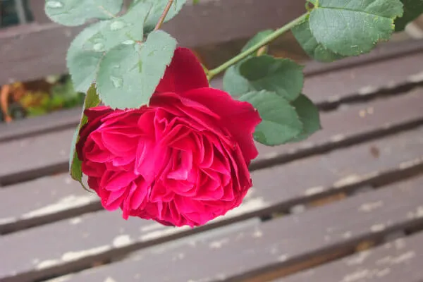 Labyrinth バラの迷宮 pickup97『ルイス キャロル』