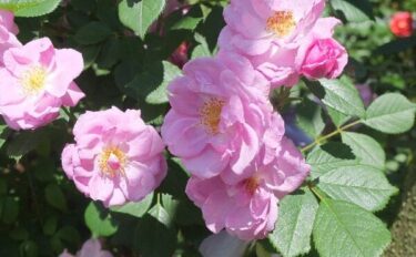 Labyrinth バラの迷宮 pickup113『ライラック デイズ』