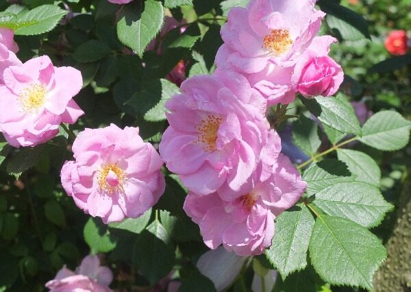 Labyrinth バラの迷宮 pickup113『ライラック デイズ』