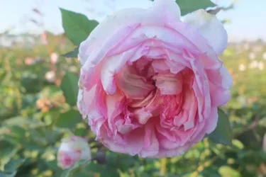 Labyrinth バラの迷宮 pickup102『トロイメライ』