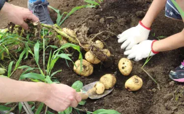 【家庭菜園】 ジャガイモ栽培でおすすめの肥料とは？与え方や育て方のポイント