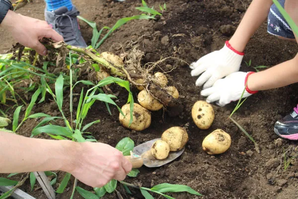 【家庭菜園】 ジャガイモ栽培でおすすめの肥料とは？与え方や育て方のポイント
