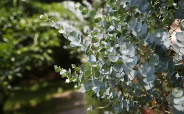 【ユーカリの育て方】日頃のお手入れや摘心、植え替え、挿し木のコツ