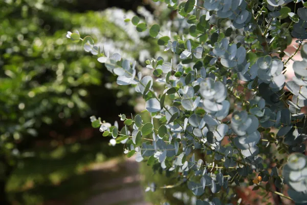 【ユーカリの育て方】日頃のお手入れや摘心、植え替え、挿し木のコツ