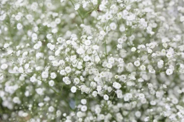 清楚な花の姿が魅力。かすみ草の育て方は？ | 植物とあなたをつなぐPlantia