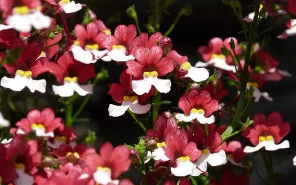 【ネメシアの育て方】カラフルな花がたくさん咲く！ネメシアの品種や育て方