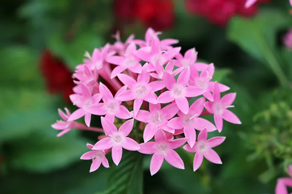 夏の花選！ガーデニング初心者にもおすすめの暑さに強い植物は