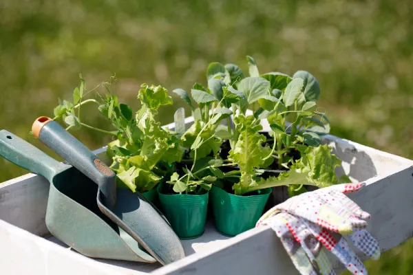 家庭菜園における野菜の育て方の基礎知識