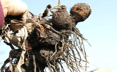 【里芋の育て方】初心者でも失敗しない栽培方法｜植えつけから収穫まで