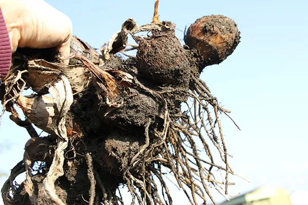 【里芋の育て方】初心者でも失敗しない栽培方法｜植えつけから収穫まで
